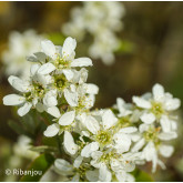 Amélanchier humilis Bio