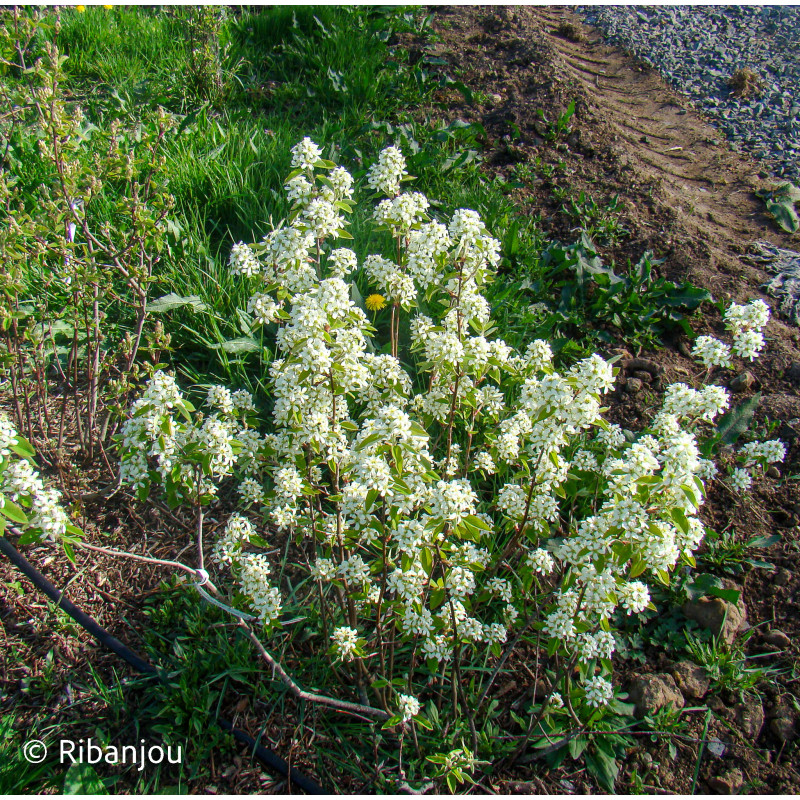 Amélanchier humilis Bio