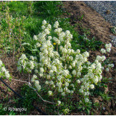 Amélanchier humilis Bio