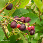 Amélanchier humilis Bio