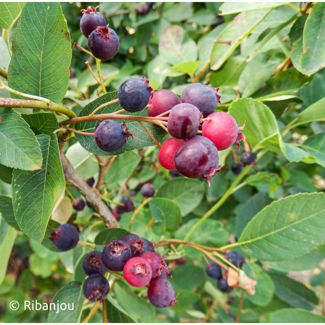 Amélanchier humilis Bio