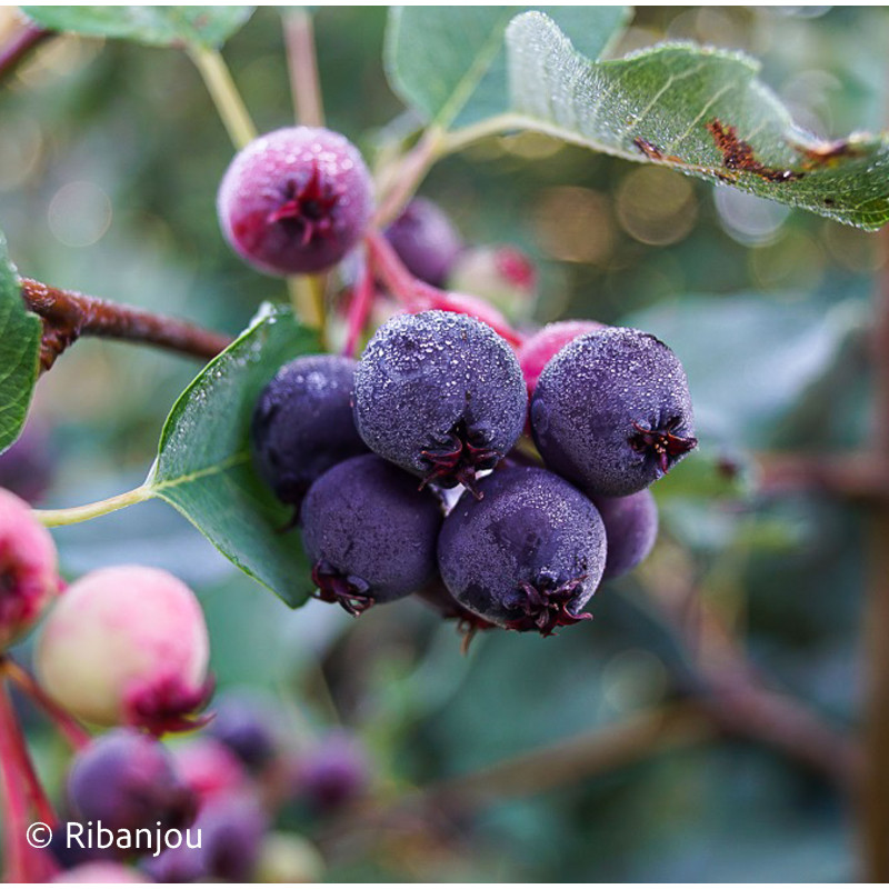 Amélanchier à Feuille d'Aulne Bio