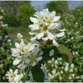 Amélanchier à Feuille d'Aulne Bio