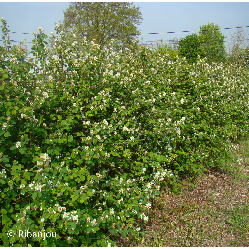 Amélanchier à Feuille d'Aulne Bio