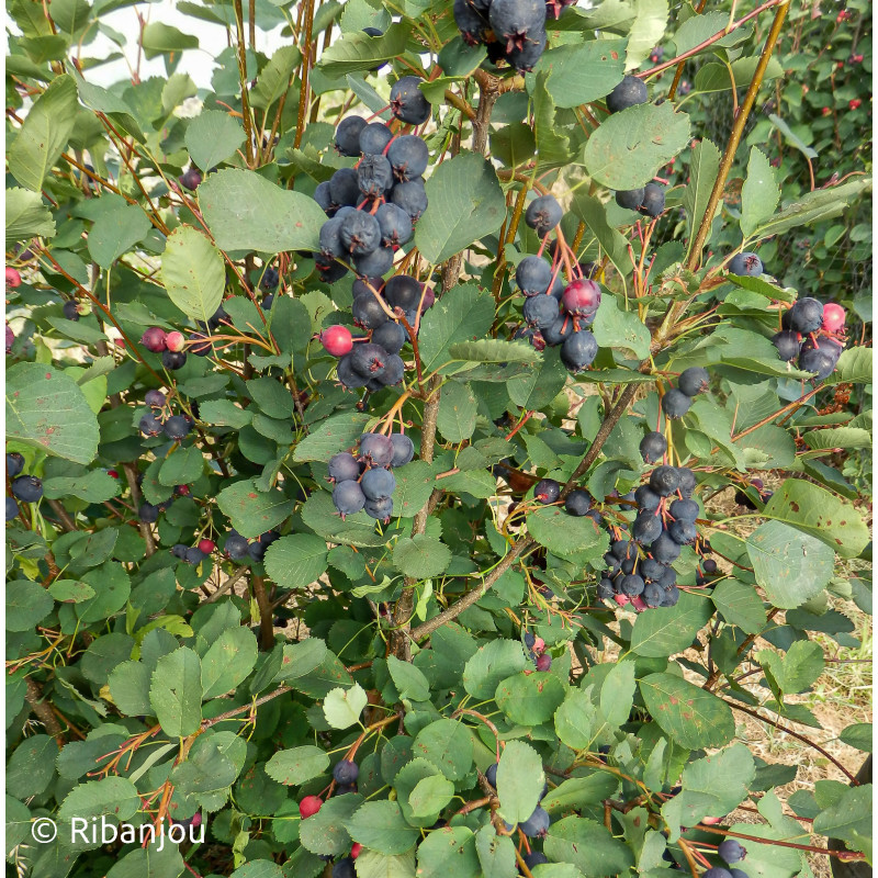 Amélanchier à Feuille d'Aulne Bio