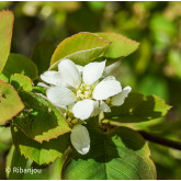 Amélanchier Sanguin Bio