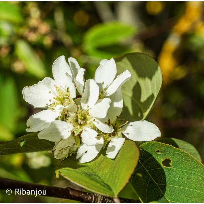 Amélanchier Sanguin Bio