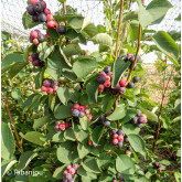 Amélanchier Sanguin Bio