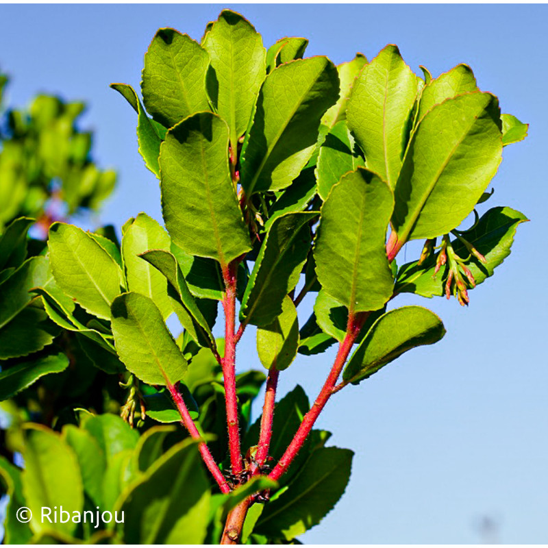 Arbousier Compact à Fleurs Blanches Bio Arbousier Compact à Fleurs Blanches Bio