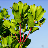 Arbousier Compact à Fleurs Blanches Bio Arbousier Compact à Fleurs Blanches Bio