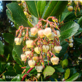 Arbousier Compact à Fleurs Blanches Bio Arbousier Compact à Fleurs Blanches Bio