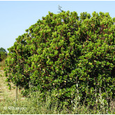 Arbousier Compact à Fleurs Blanches Bio Arbousier Compact à Fleurs Blanches Bio
