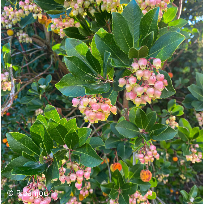 Arbousier Compact à Fleurs Roses Bio