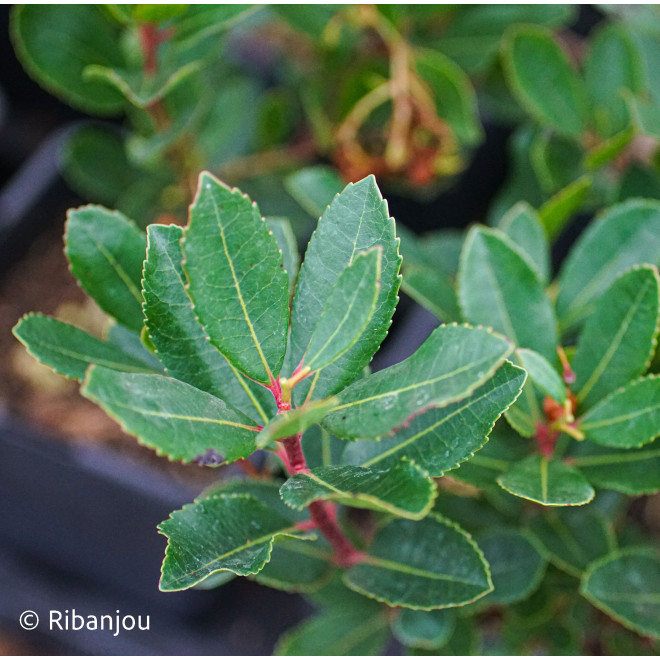 Arbousier Compact à Fleurs Roses Bio