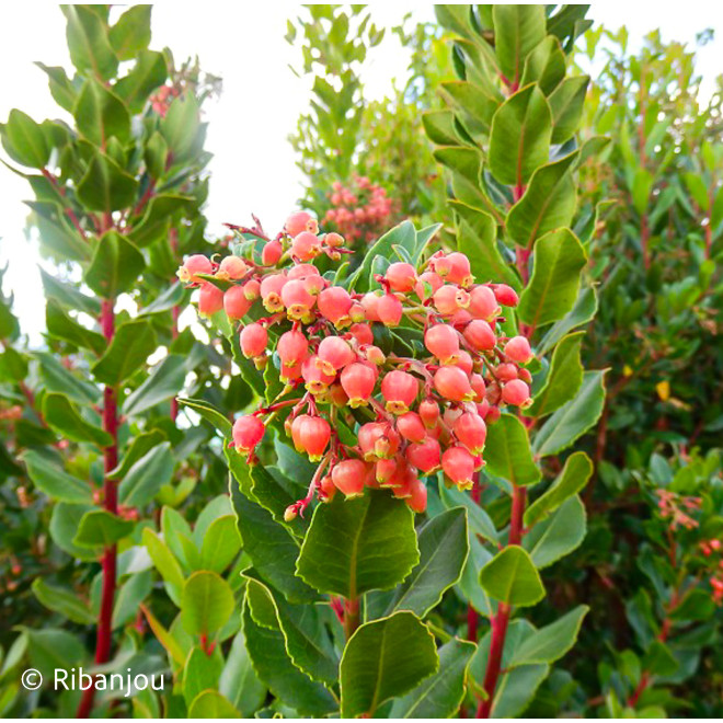Arbousier Compact à Fleurs Roses Bio