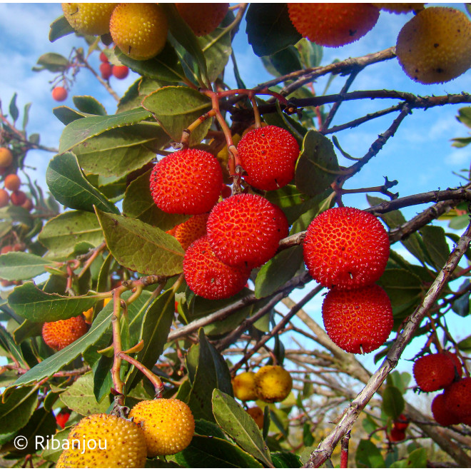 Arbousier Compact à Fleurs Roses Bio