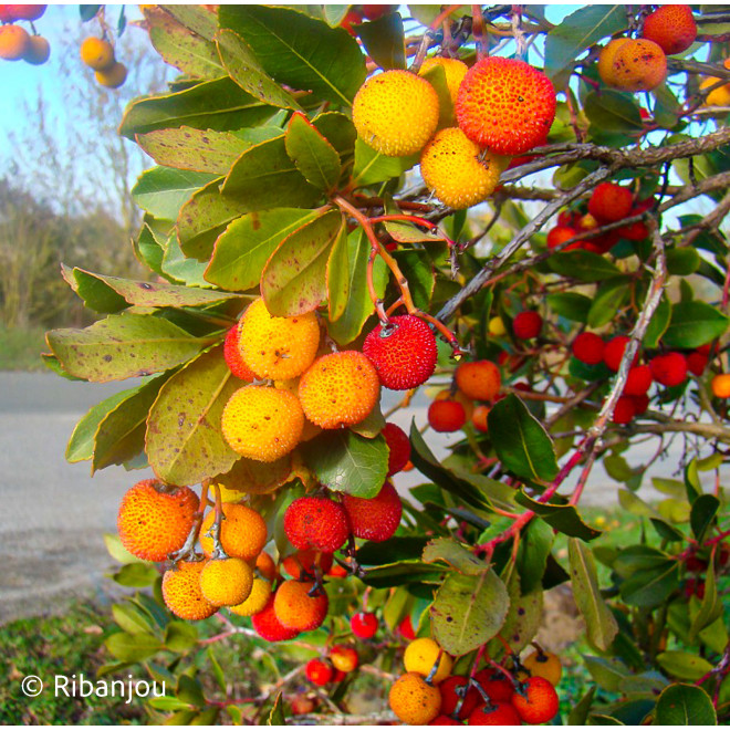 Arbousier Compact à Fleurs Roses Bio