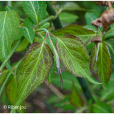 Arbre aux Faisans Bio
