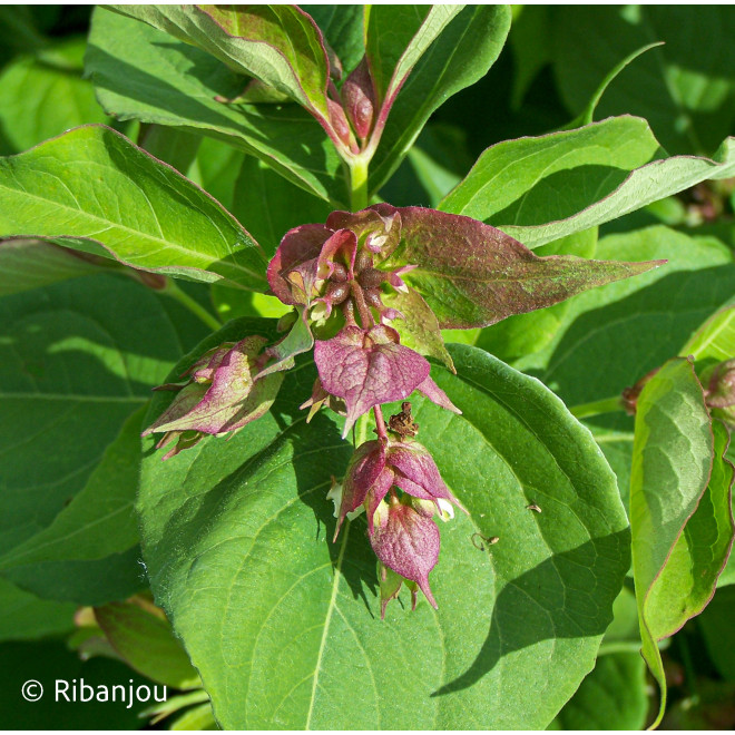 Arbre aux Faisans Bio