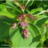 Arbre aux Faisans Bio