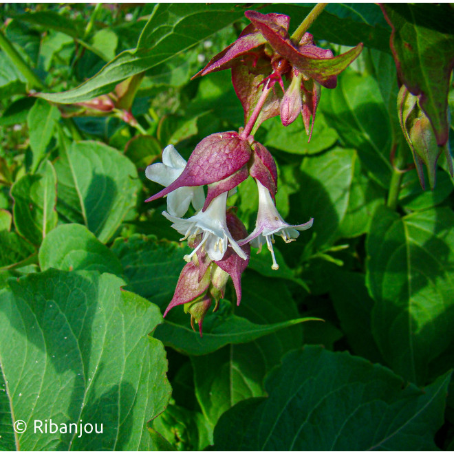 Arbre aux Faisans Bio