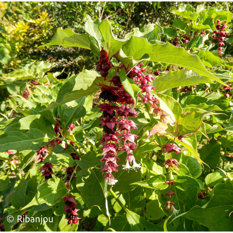Arbre aux Faisans Bio