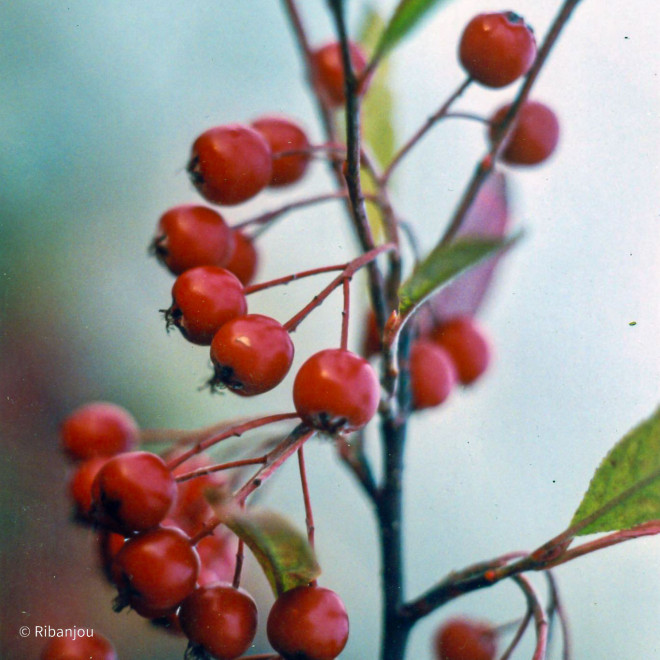 Aronia à fruits rouges Bio