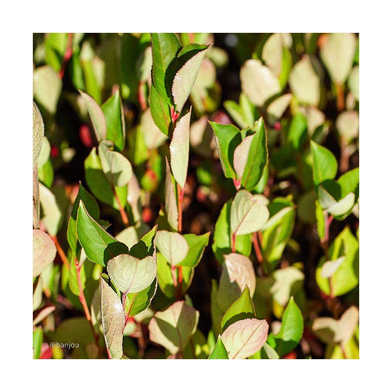 Aronia à feuille de prunier Bio Aronia à feuille de prunier Bio