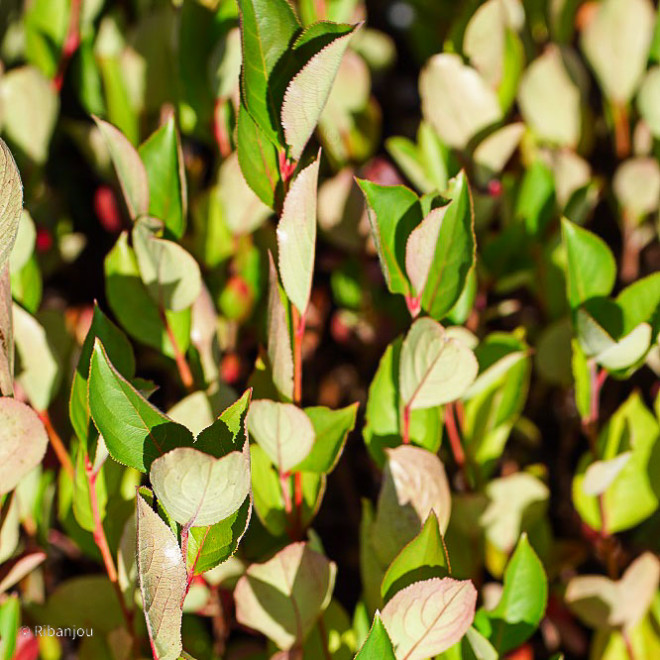 Aronia à feuille de prunier Bio