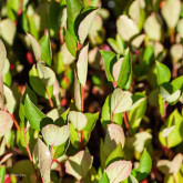 Aronia à feuille de prunier Bio Aronia à feuille de prunier Bio