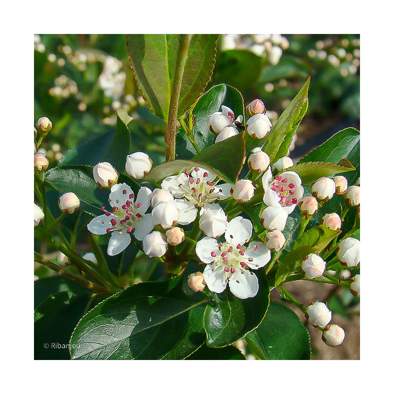 Aronia à feuille de prunier Bio Aronia à feuille de prunier Bio