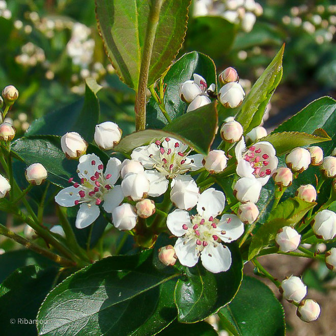 Aronia à feuille de prunier Bio