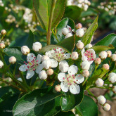 Aronia à feuille de prunier Bio Aronia à feuille de prunier Bio