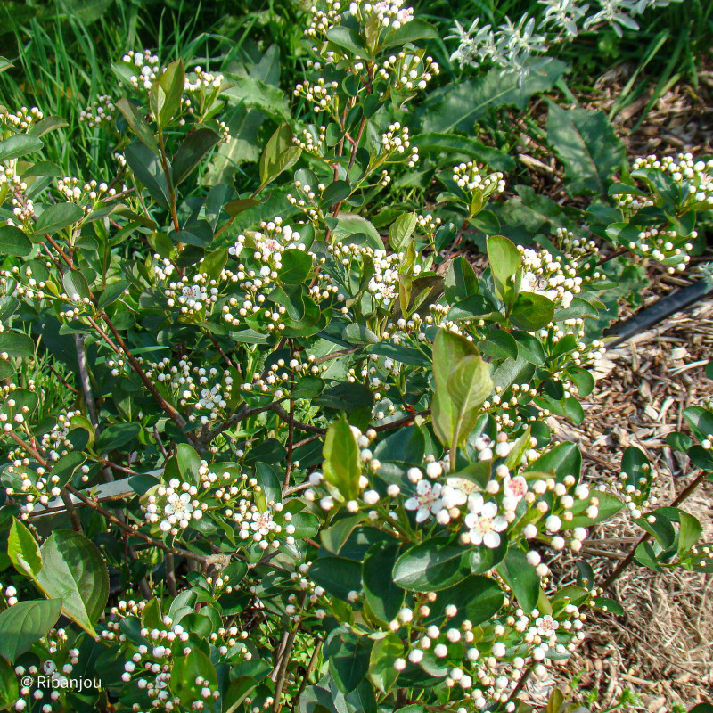 Aronia à feuille de prunier Bio Aronia à feuille de prunier Bio