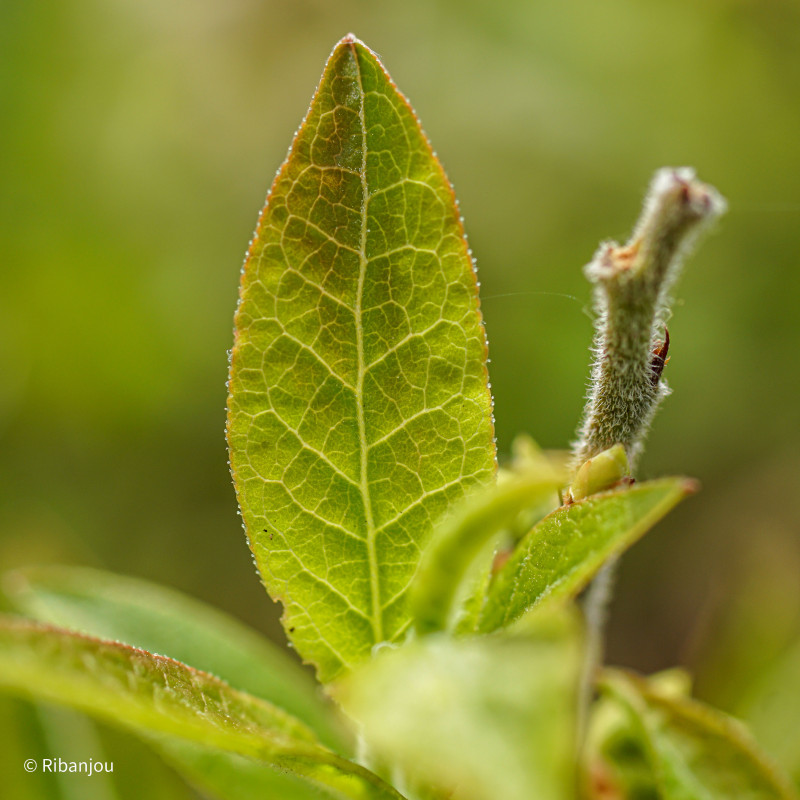 Bleuet Nain Sainte Angèle Bio