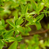 Bleuet Nain Sainte Angèle Bio