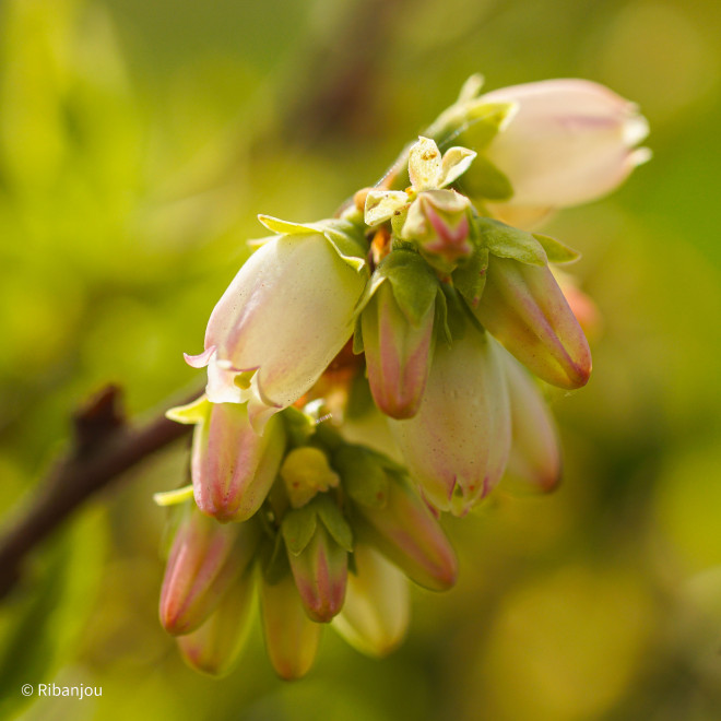 Bleuet Nain Sainte Angèle Bio