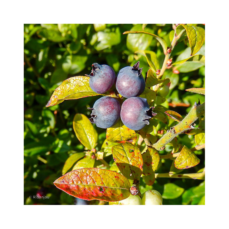 Bleuet Nain Sainte Angèle Bio