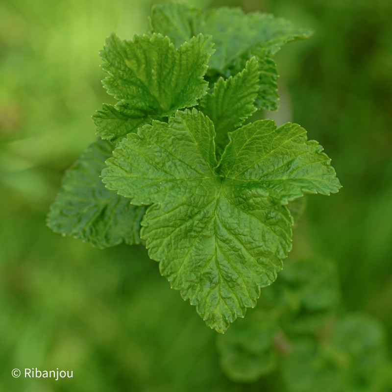 Cassis Royal de Naples Bio