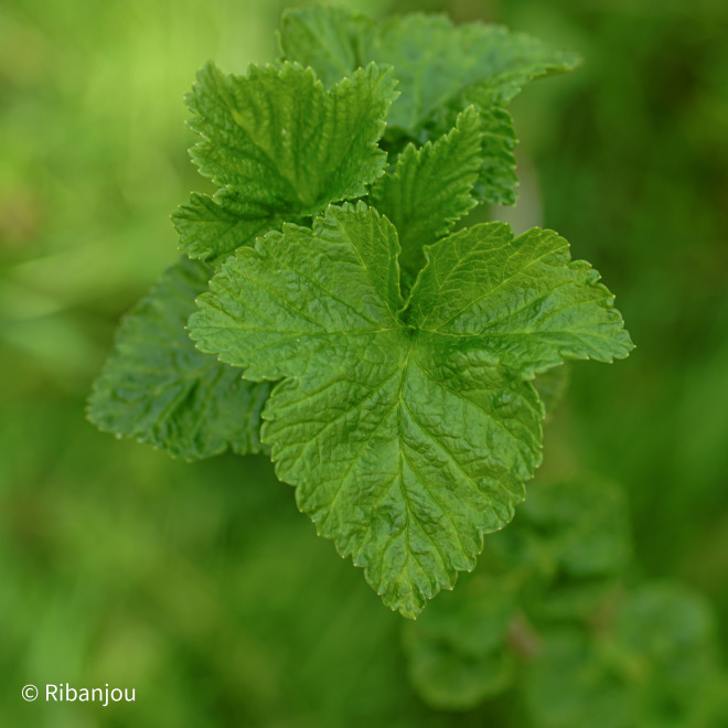 Cassis Royal de Naples Bio