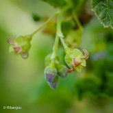 Cassis Royal de Naples Bio