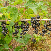 Cassis Royal de Naples Bio