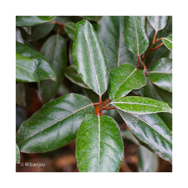 Chalef de Ebbinge Bio Chalef de Ebbinge Bio