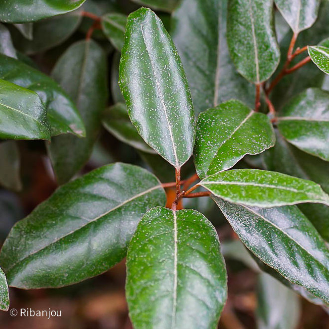 Chalef de Ebbinge Bio