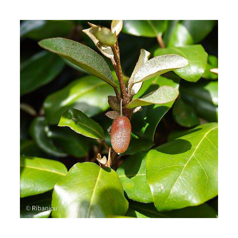 Chalef de Ebbinge Bio Chalef de Ebbinge Bio