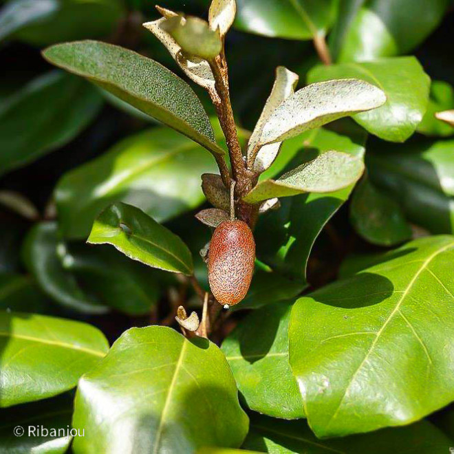 Chalef de Ebbinge Bio