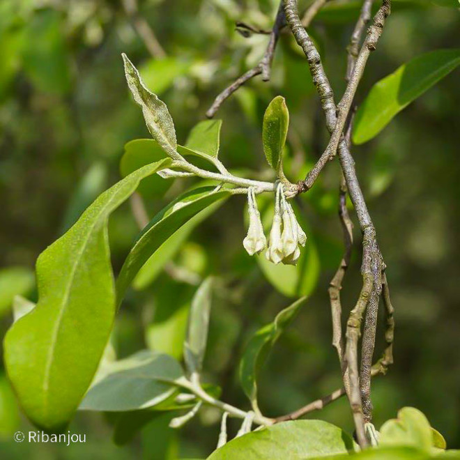 Chalef d'automne Bio