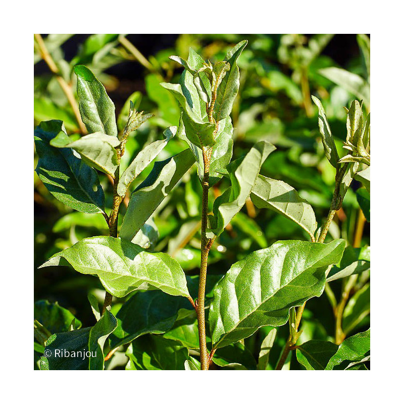 Chalef d'automne Bio Chalef d'automne Bio