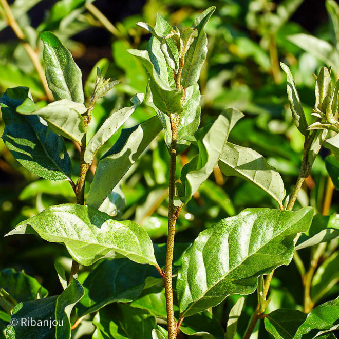 Chalef d'automne Bio