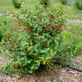 Goumi du Japon Bio Goumi du Japon Bio